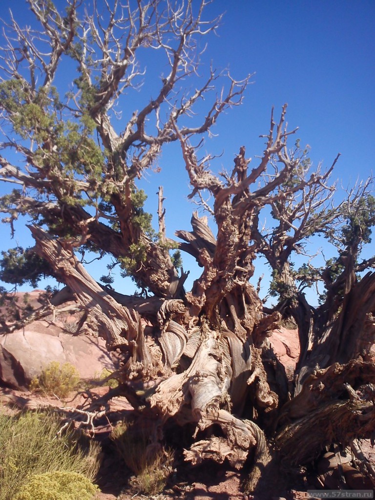 Деревья в Гранд-каньоне