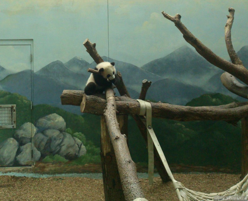 Панда в зоопарке Атланты