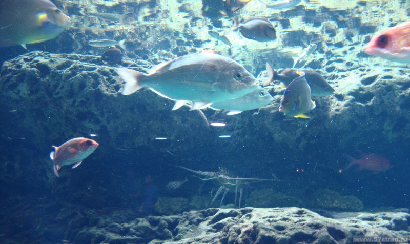 Джорджиа аквариум
