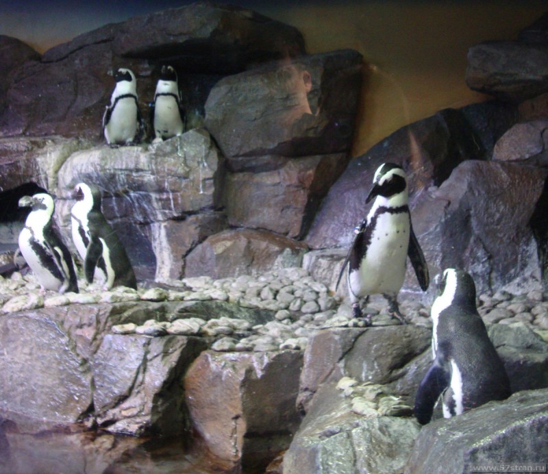 Аквариум Джорджии - пингвины