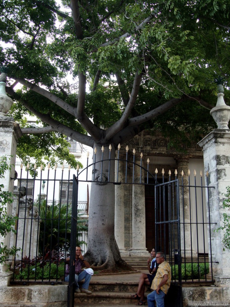 Дерево, с которого началась Гавана