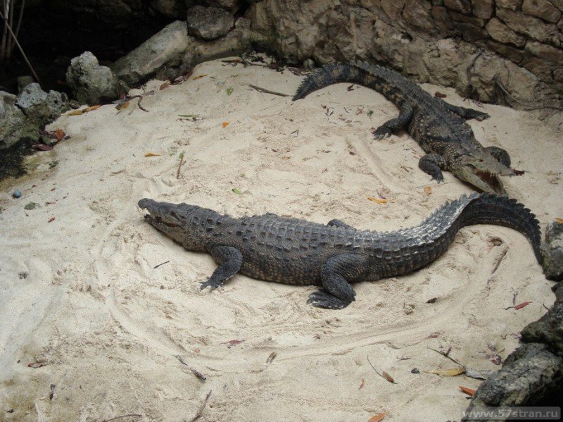 Крокодил - эко-парк Шкарет