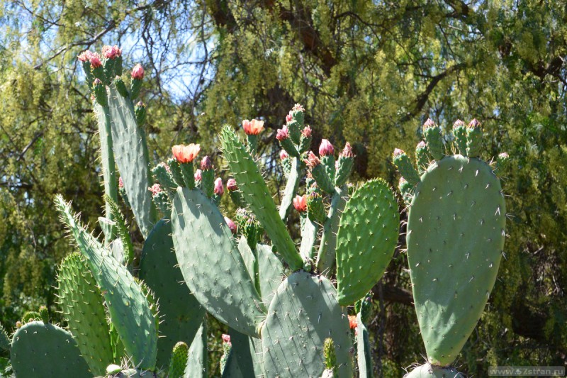 Цветущий кактус в Мексике