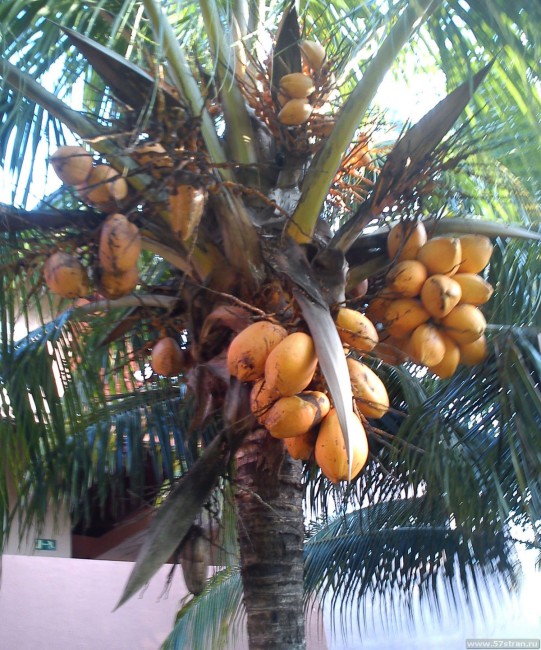 Кубинский кокос
