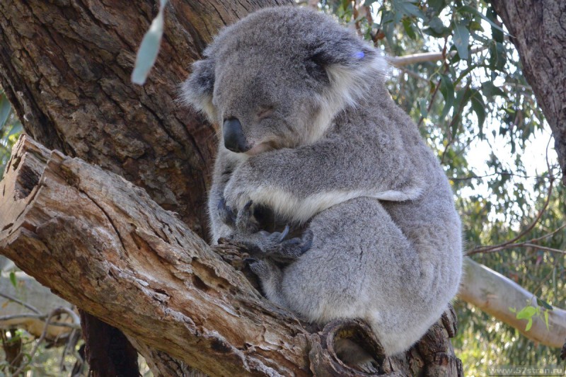 Идеальная коала