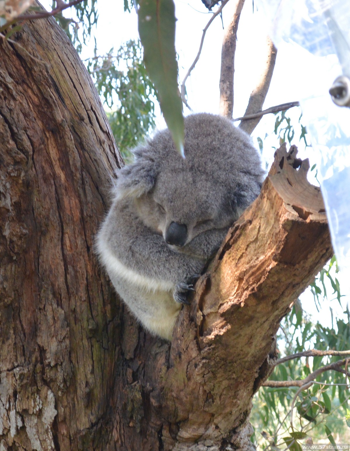 Коала остров. Коала эвкалиптовый мишка. Деревья на которых живут коалы. Жестколистные леса Австралии животные. Коала лазает по деревьям.