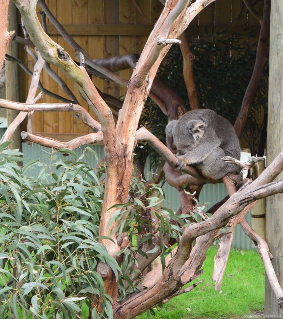 Сонная коала