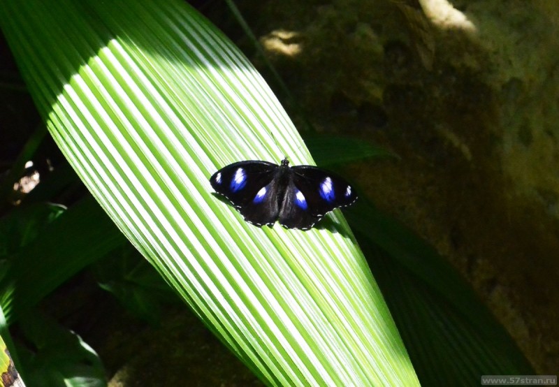 Фото бабочек