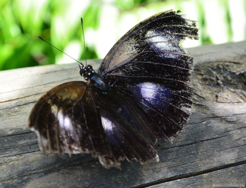 Бабочки в Австралии