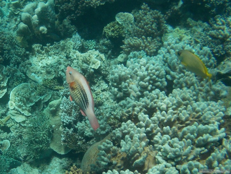Большой Барьерный Риф - hastings reef