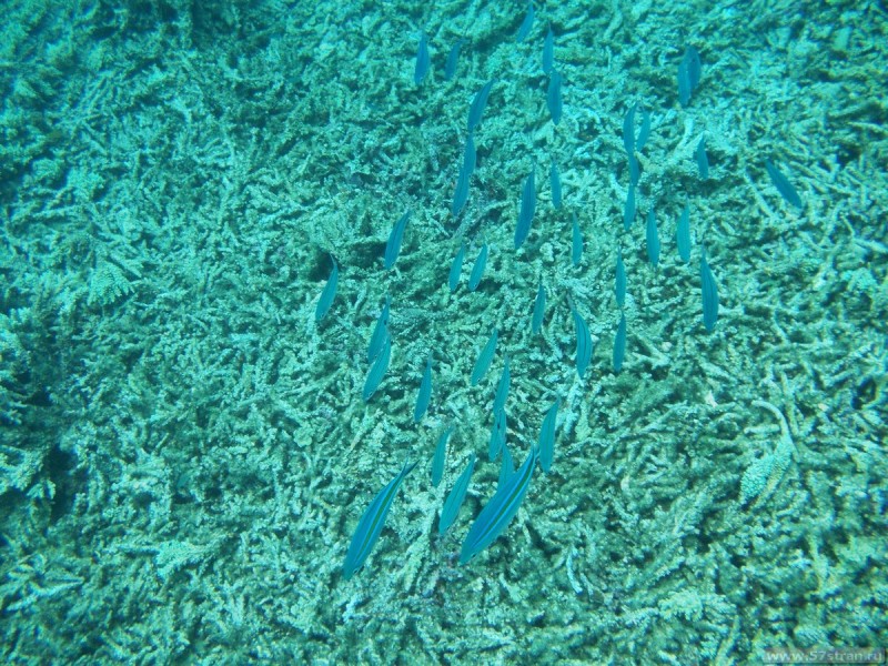Стая рыб - Большой Барьерный Риф