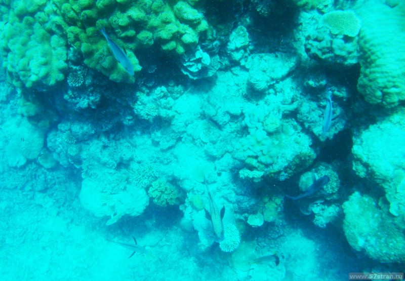 Большой Барьерный Риф - подводное фото