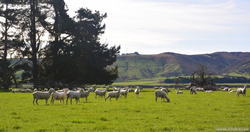 Овцы Новая Зеландия
