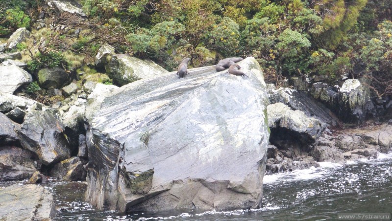 Seal on the rock