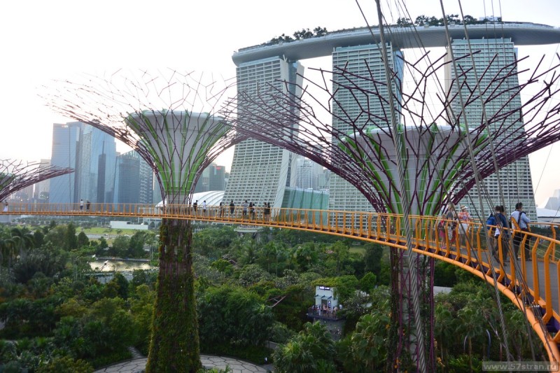 Подъем на супер дерево в Сингапуре
