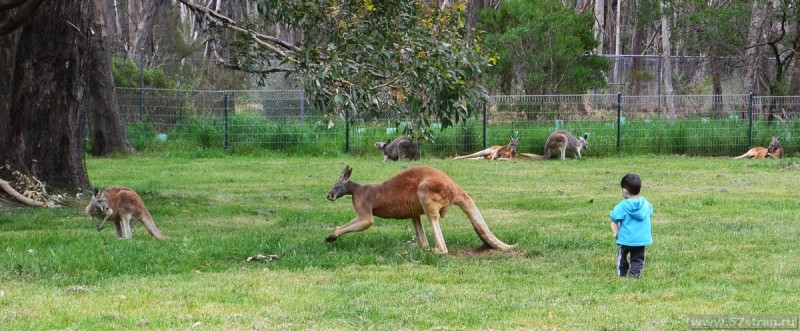 Огромное кенгуру в Австралии