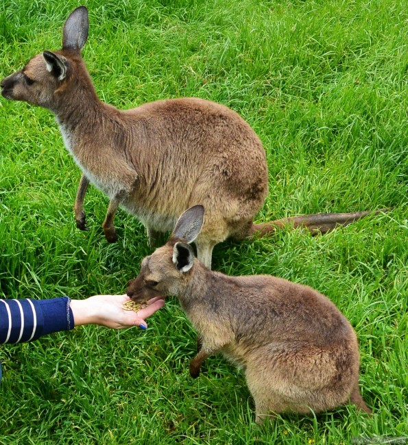 Кормление кенгуру в Австралии