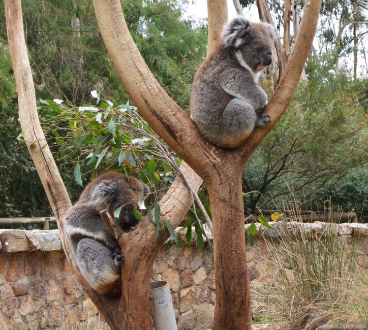 Сонные коалы